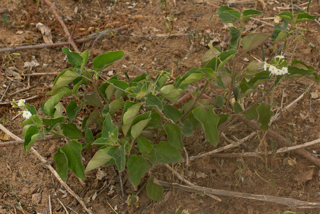 Commicarpus plumbagineus