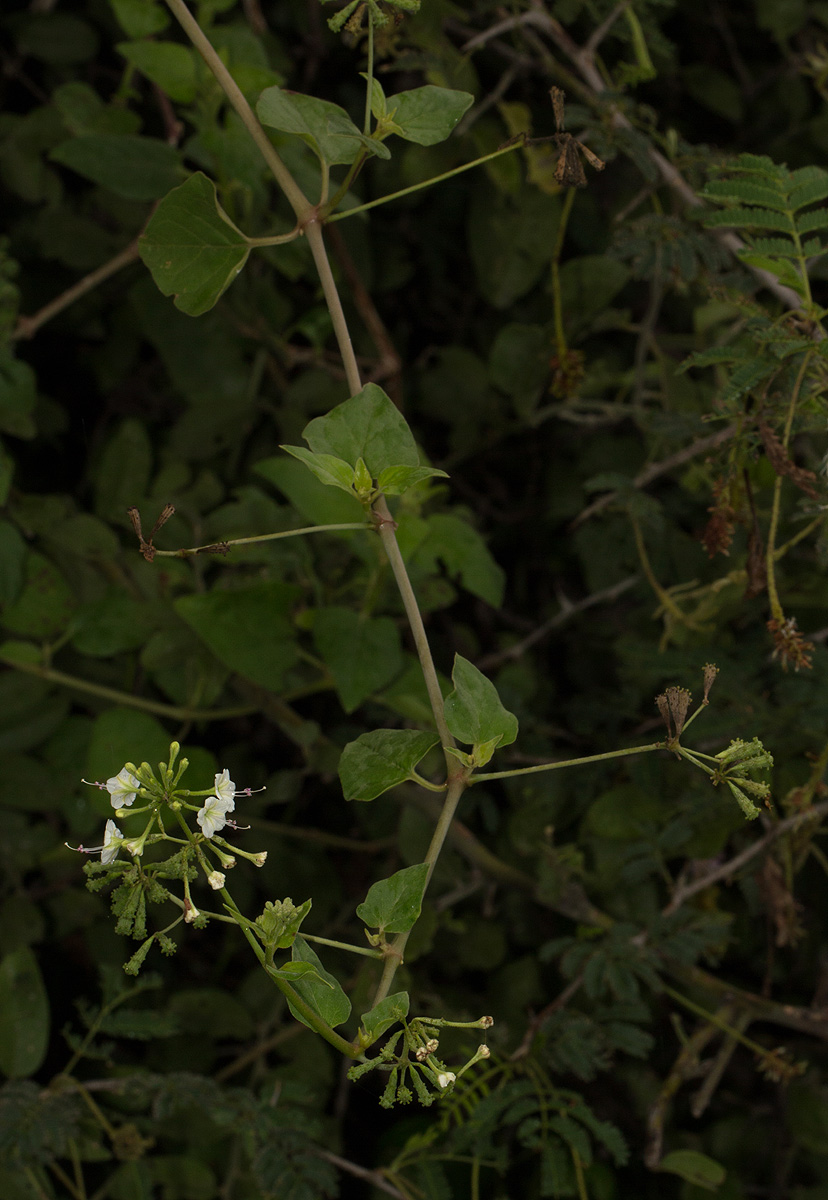 Commicarpus plumbagineus