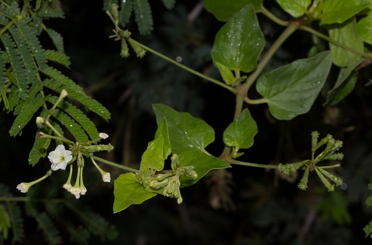 Commicarpus plumbagineus Commicarpus plumbagineus