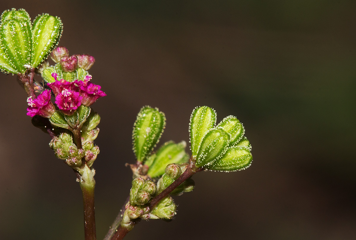 Boerhavia diffusa