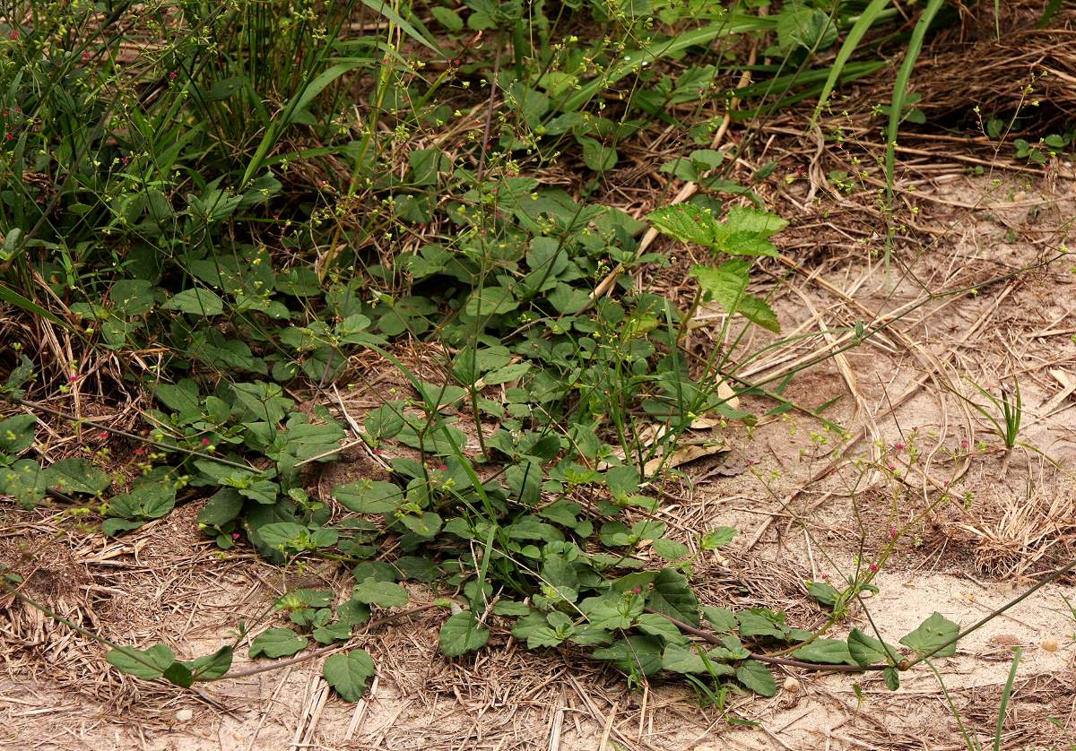 Boerhavia diffusa Boerhavia diffusa