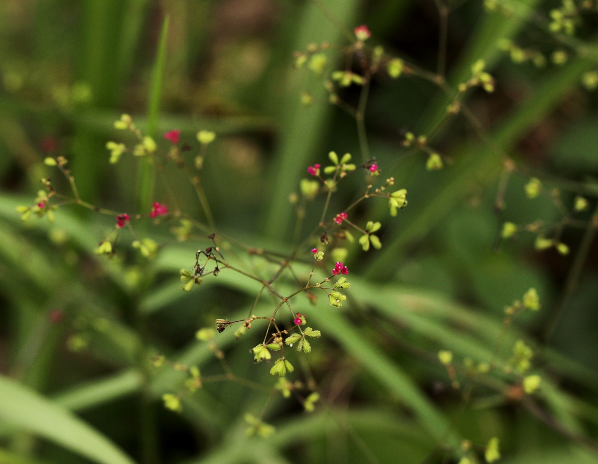 Boerhavia diffusa Boerhavia diffusa