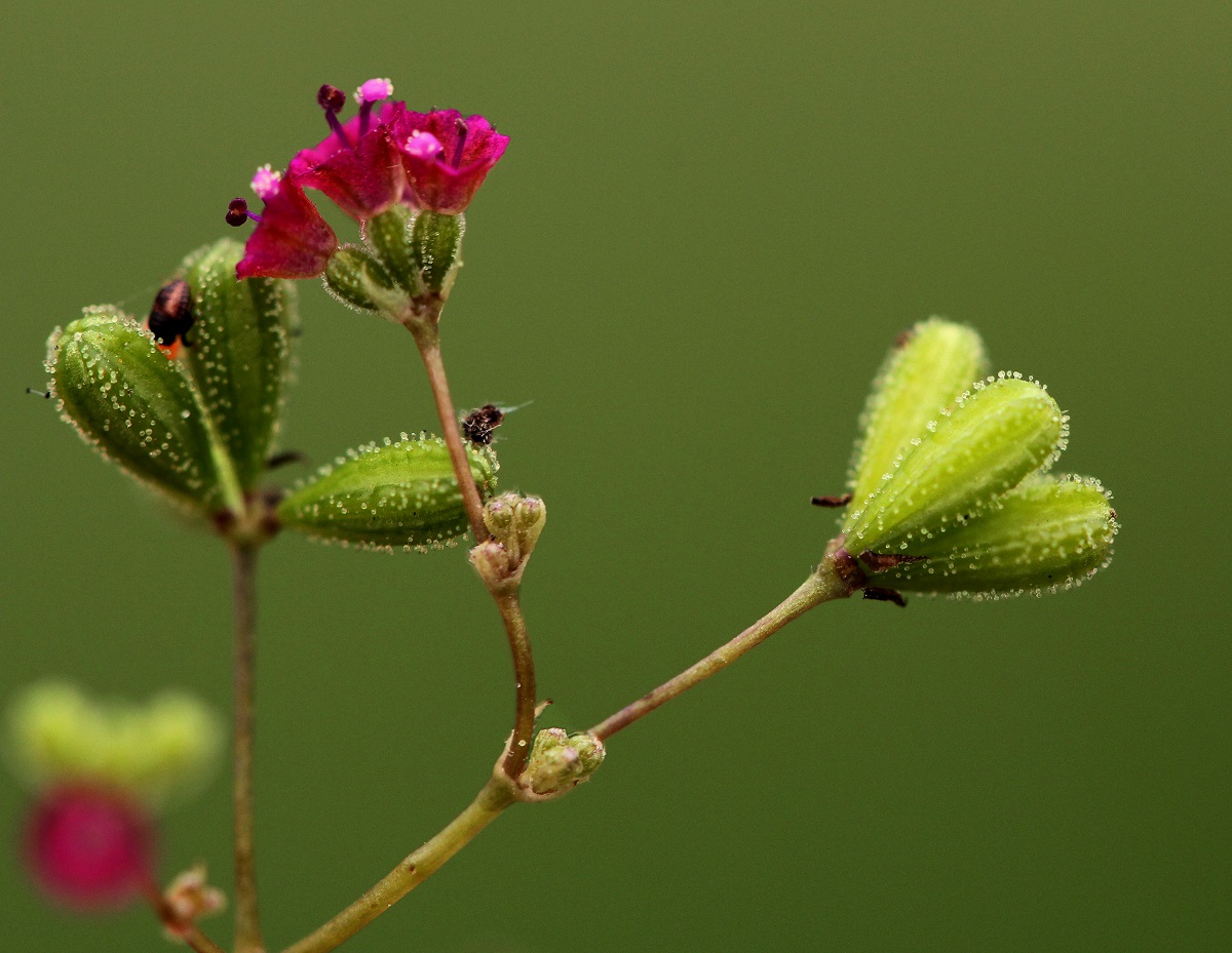 Boerhavia diffusa Boerhavia diffusa