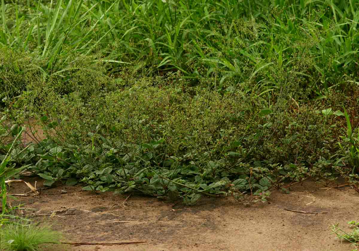 Boerhavia diffusa Boerhavia diffusa