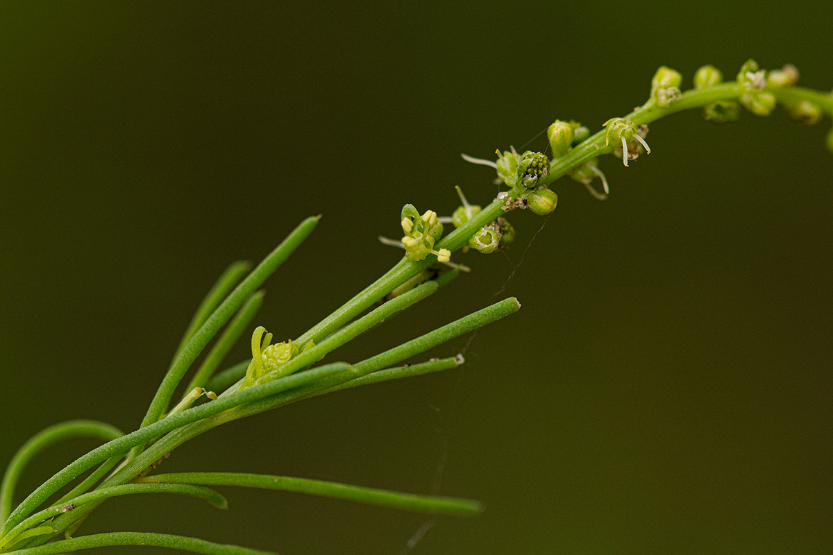 Lophiocarpus tenuissimus