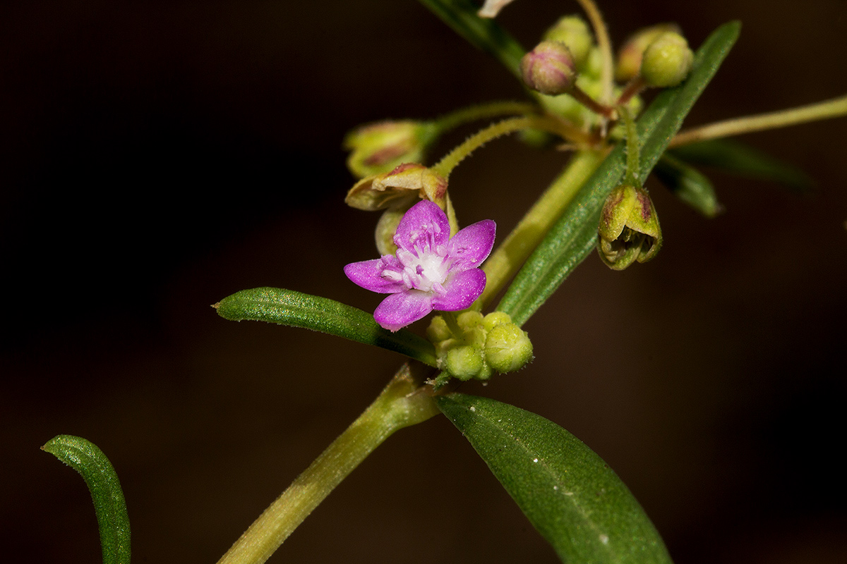 Gisekia africana