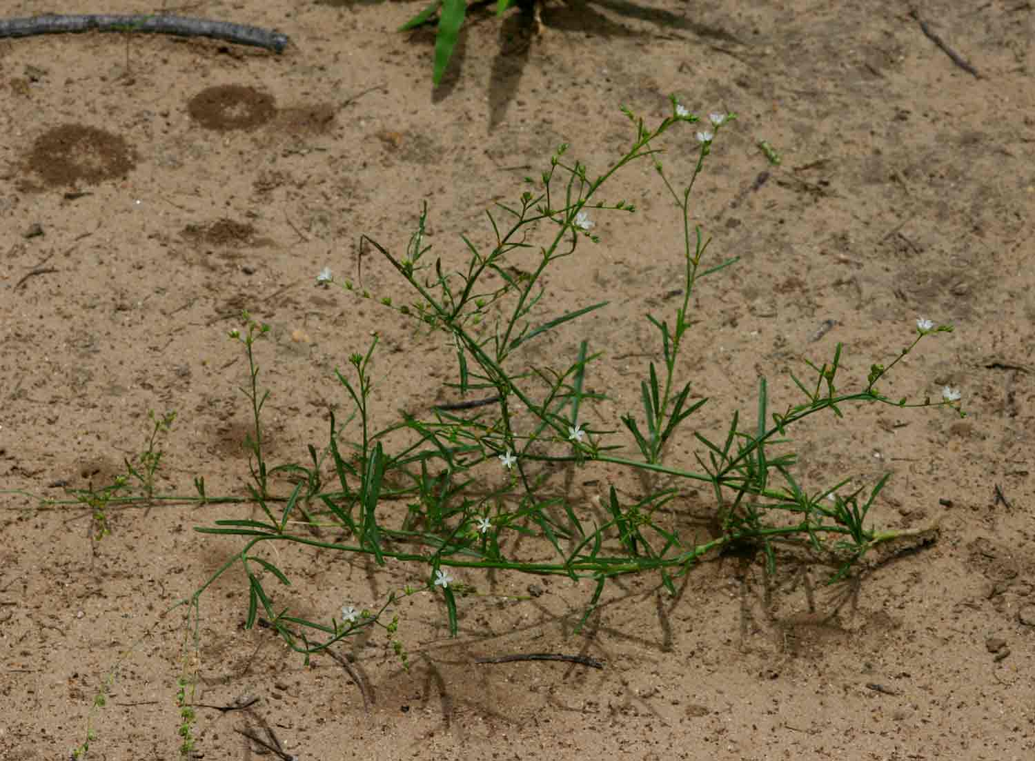 Limeum fenestratum var. fenestratum