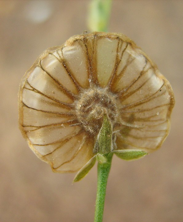 Limeum fenestratum var. fenestratum