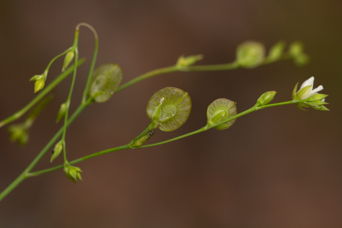 Limeum fenestratum var. fenestratum