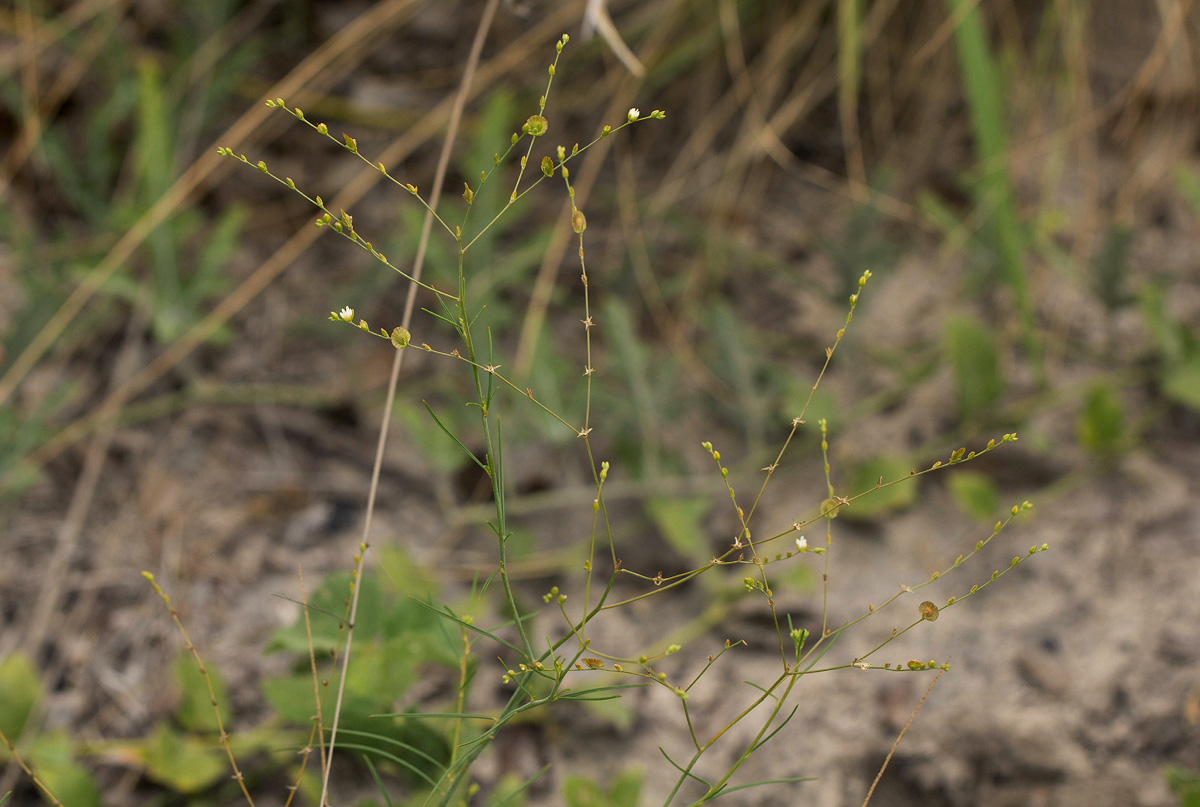 Limeum fenestratum var. fenestratum Limeum fenestratum var. fenestratum