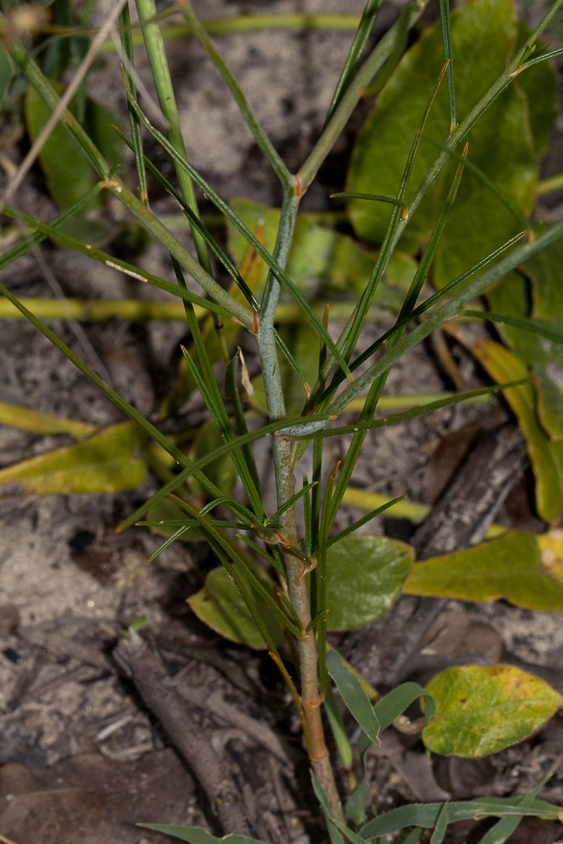 Limeum fenestratum var. fenestratum Limeum fenestratum var. fenestratum