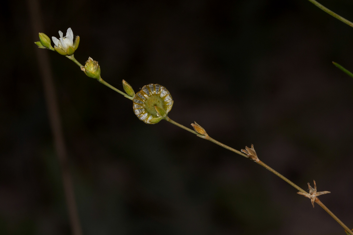 Limeum fenestratum var. fenestratum Limeum fenestratum var. fenestratum