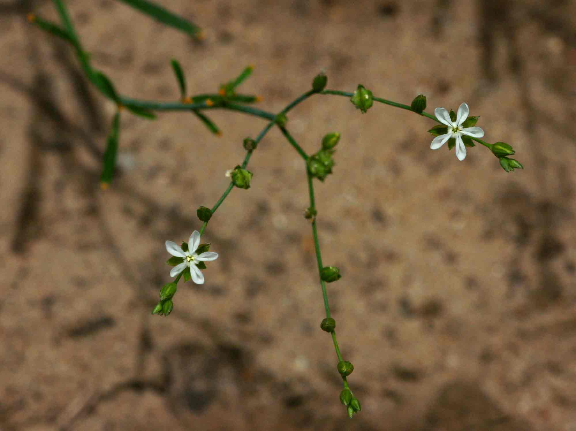 Limeum fenestratum var. fenestratum