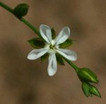 Limeum fenestratum var. fenestratum