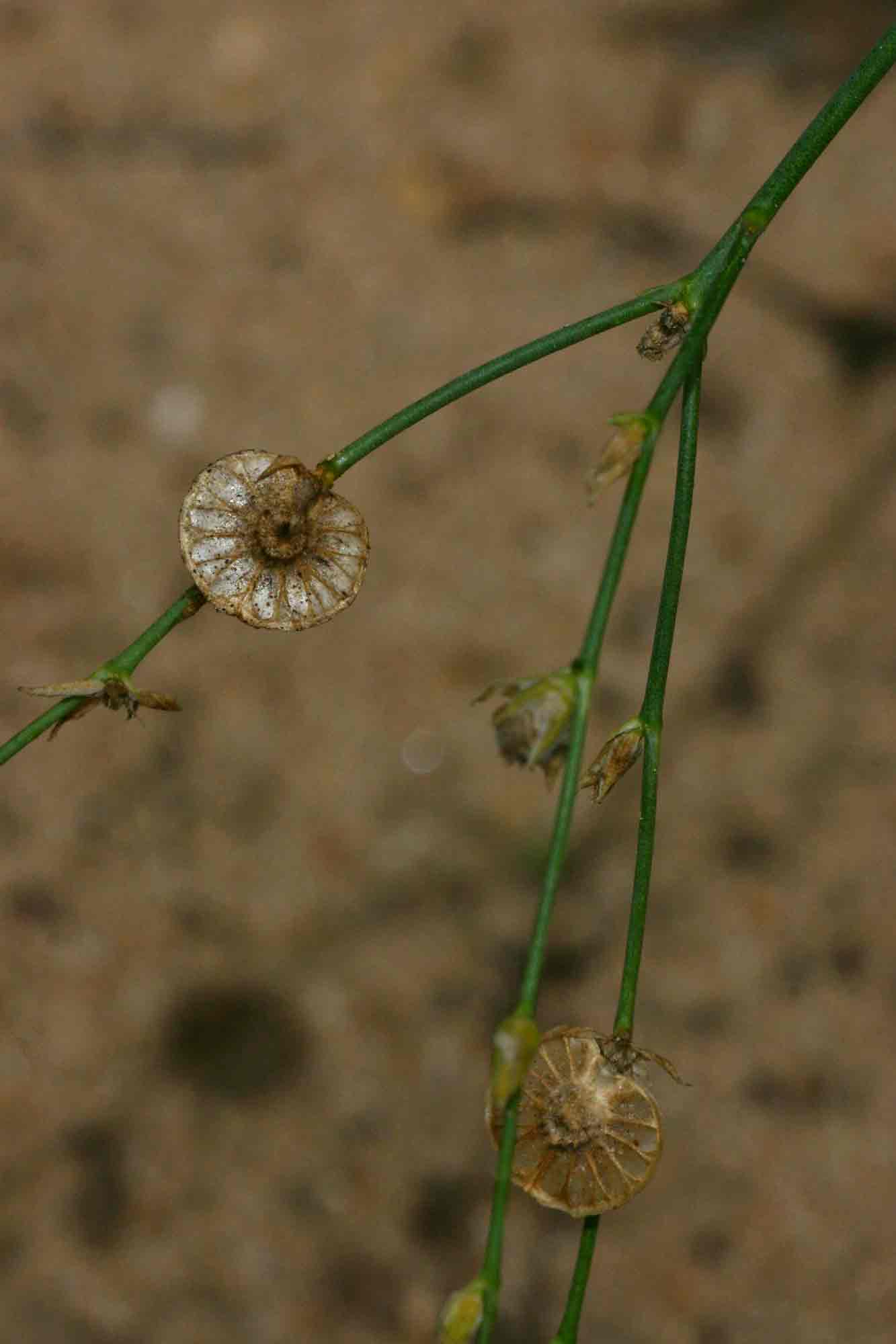 Limeum fenestratum var. fenestratum