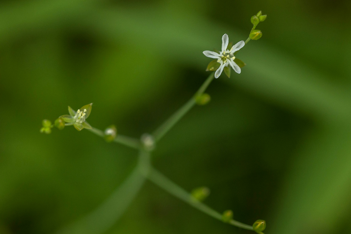 Limeum fenestratum var. fenestratum