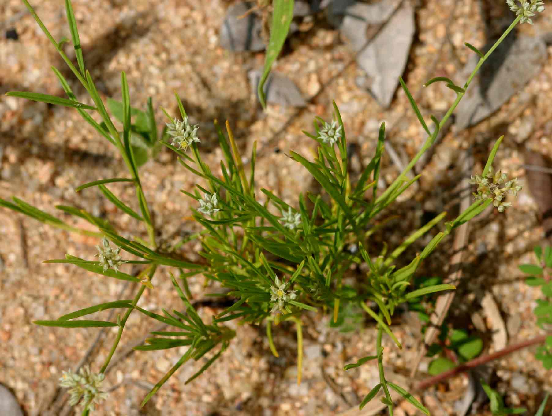 Limeum sulcatum var. sulcatum