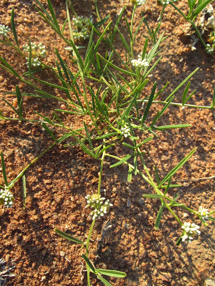 Limeum sulcatum var. sulcatum