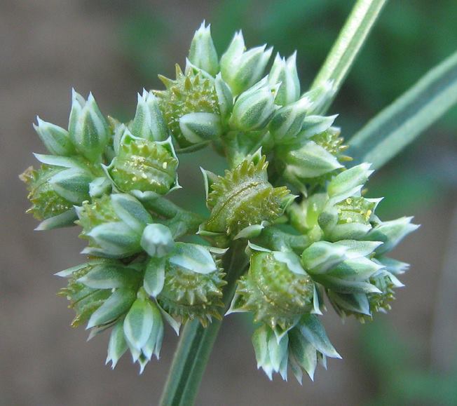 Limeum sulcatum var. sulcatum