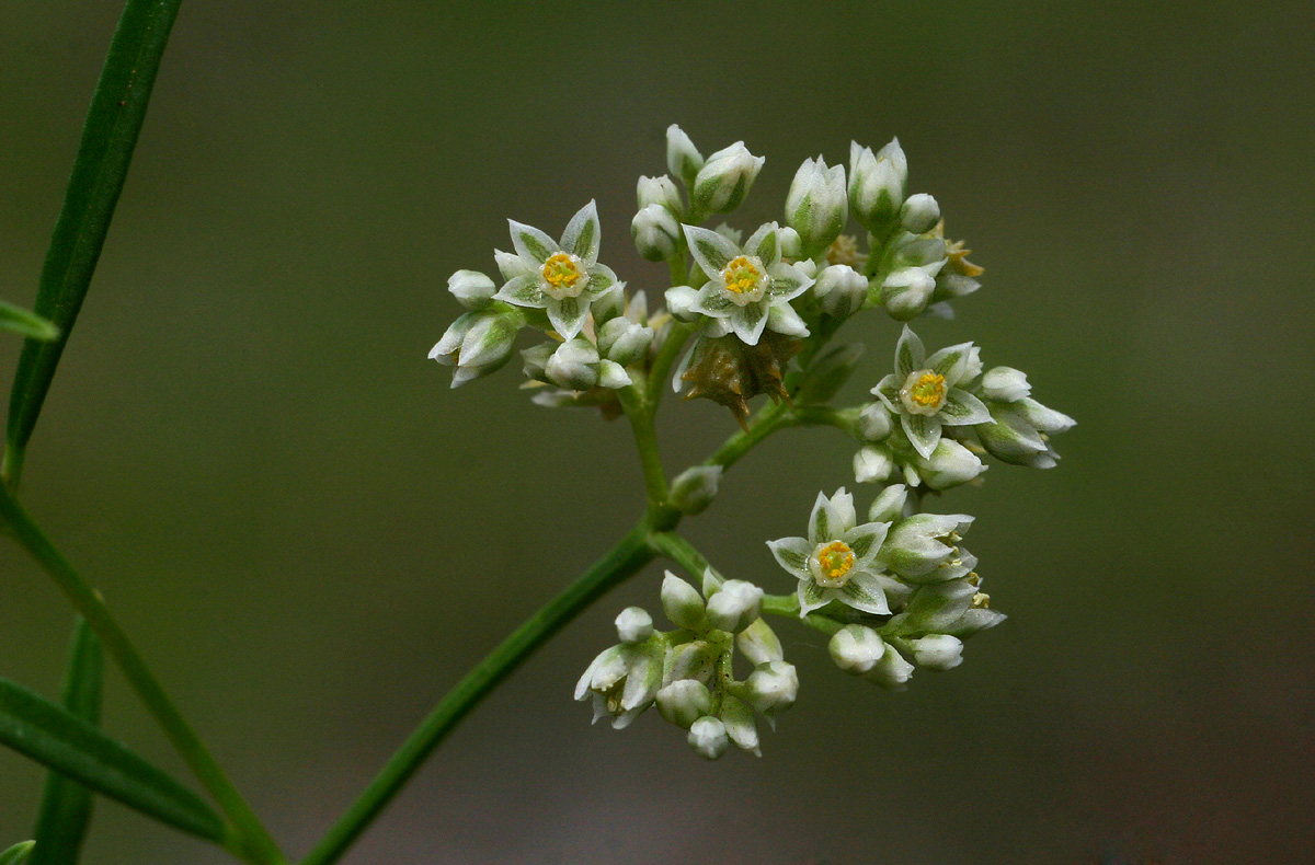 Limeum sulcatum var. sulcatum Limeum sulcatum var. sulcatum