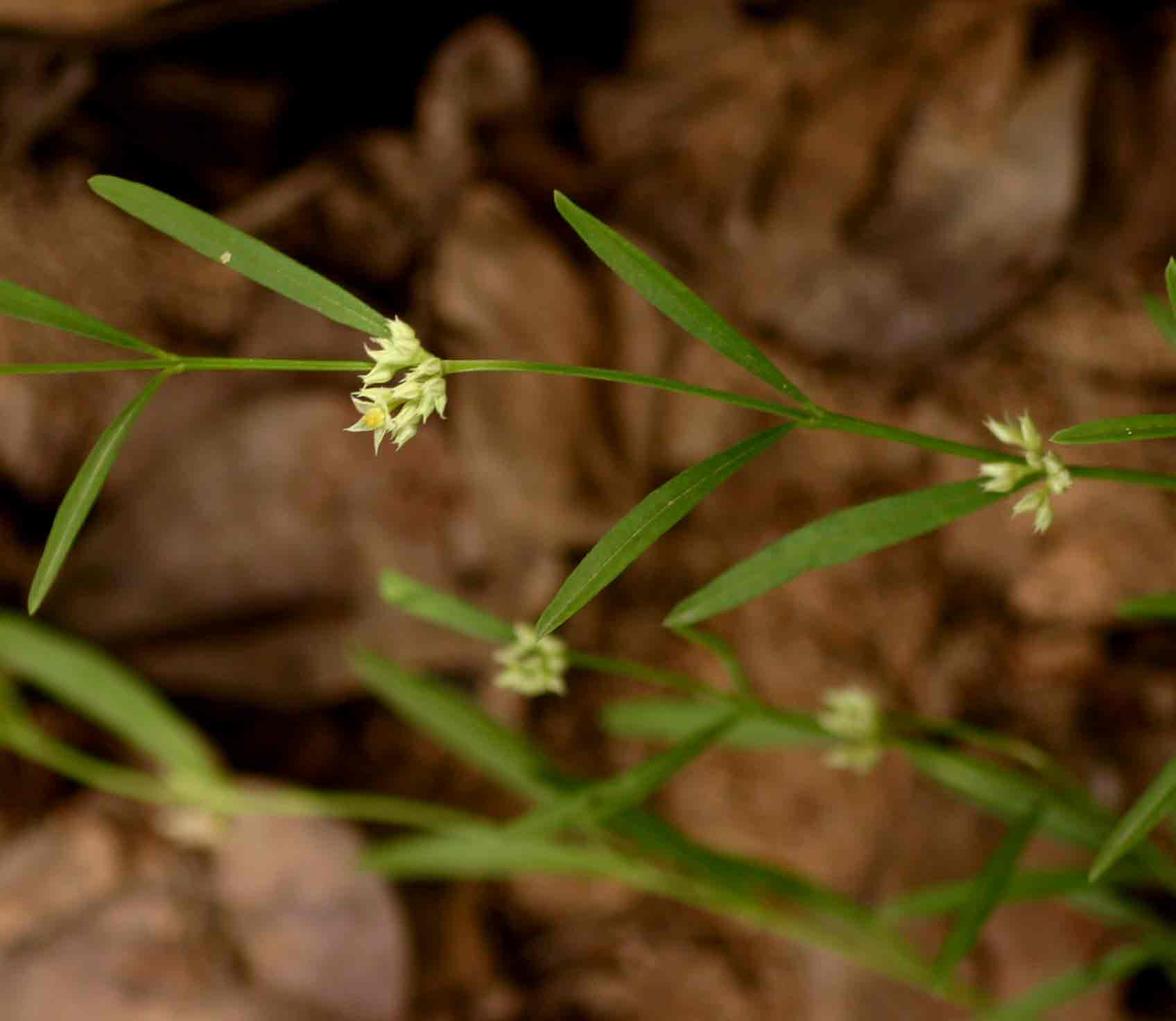 Limeum sulcatum var. sulcatum