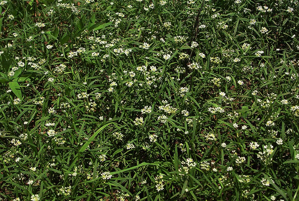 Limeum sulcatum var. sulcatum