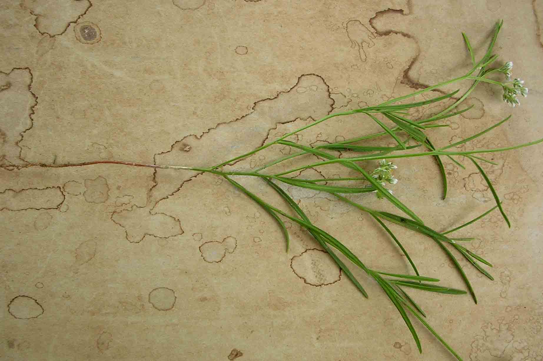 Limeum sulcatum var. sulcatum