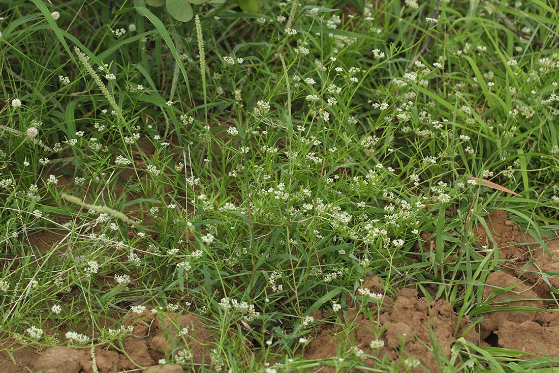 Limeum sulcatum var. sulcatum