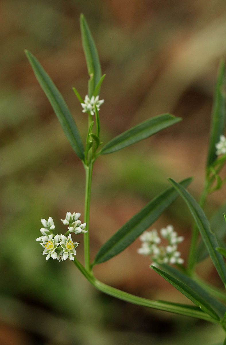 Limeum sulcatum var. sulcatum