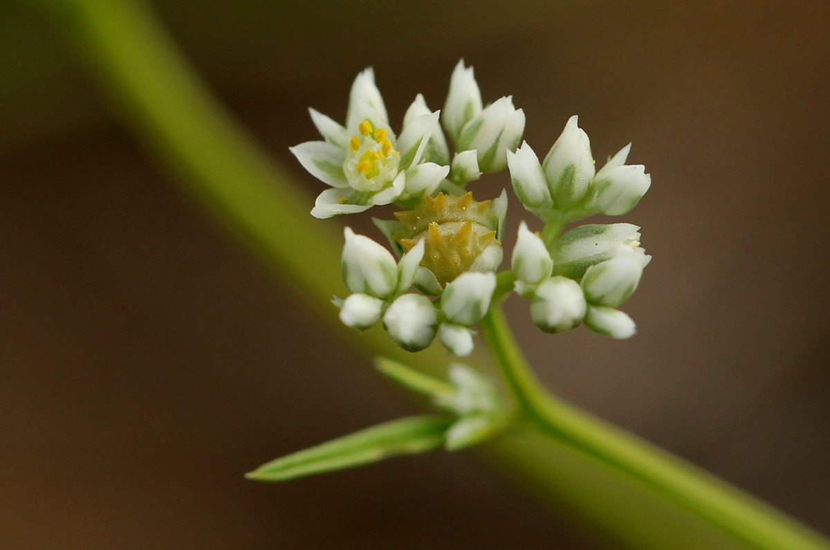 Limeum sulcatum var. sulcatum