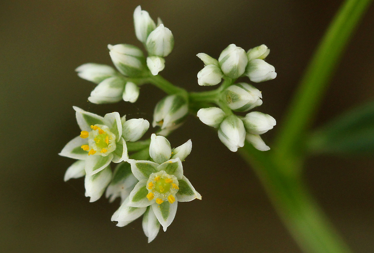Limeum sulcatum var. sulcatum