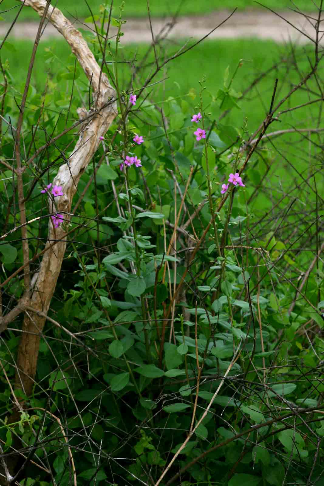 Talinum portulacifolium