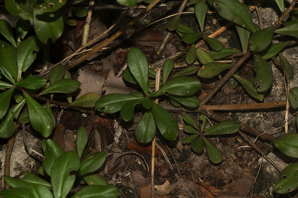 Talinum portulacifolium