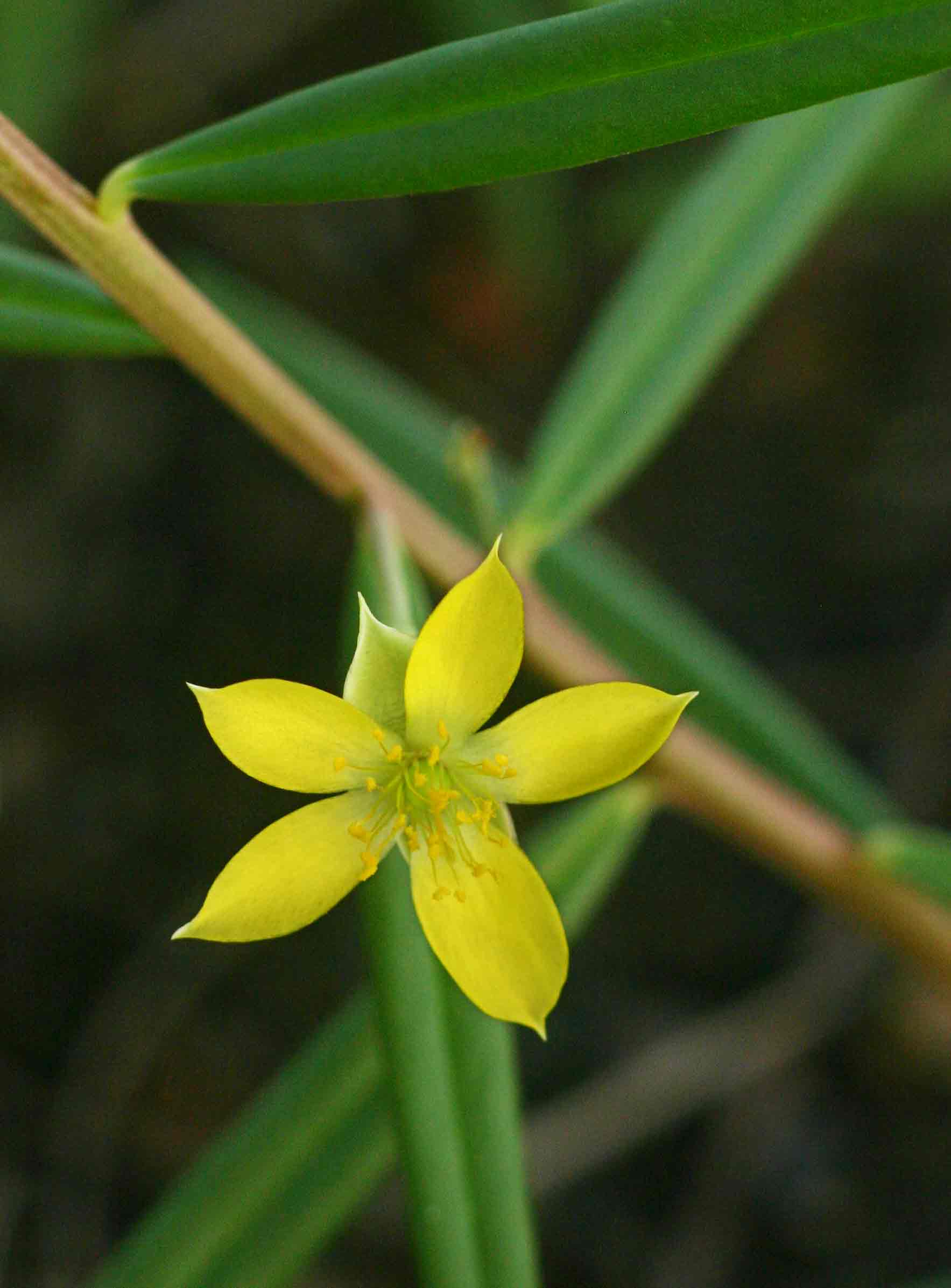Talinum tenuissimum