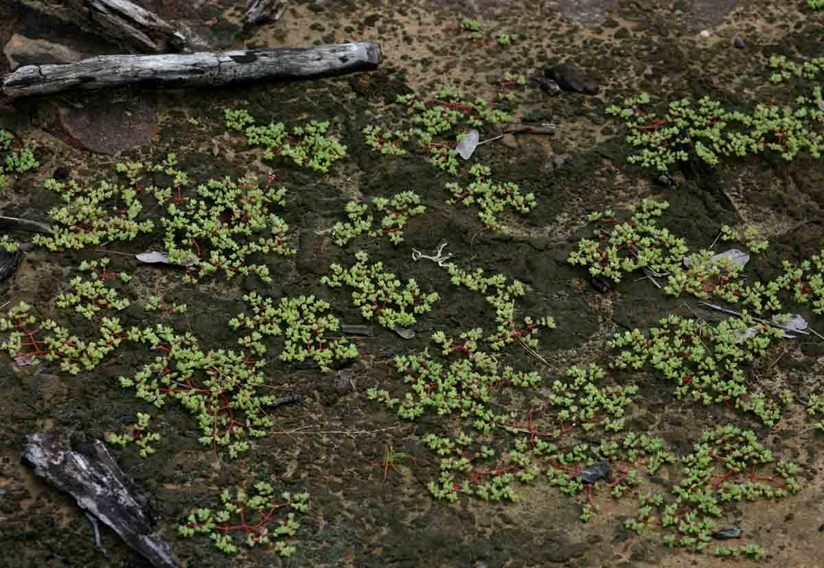 Portulaca hereroensis Portulaca hereroensis