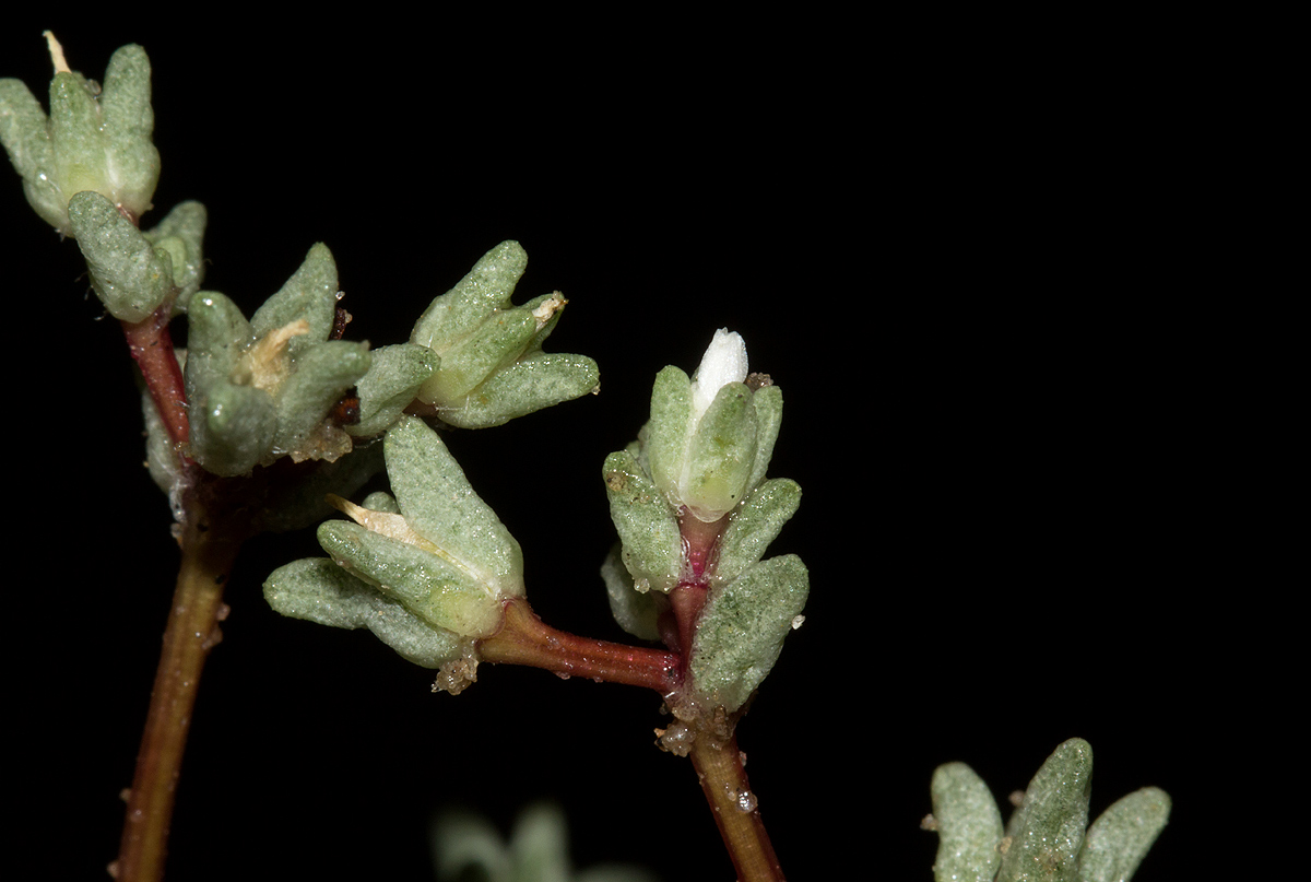 Portulaca hereroensis Portulaca hereroensis