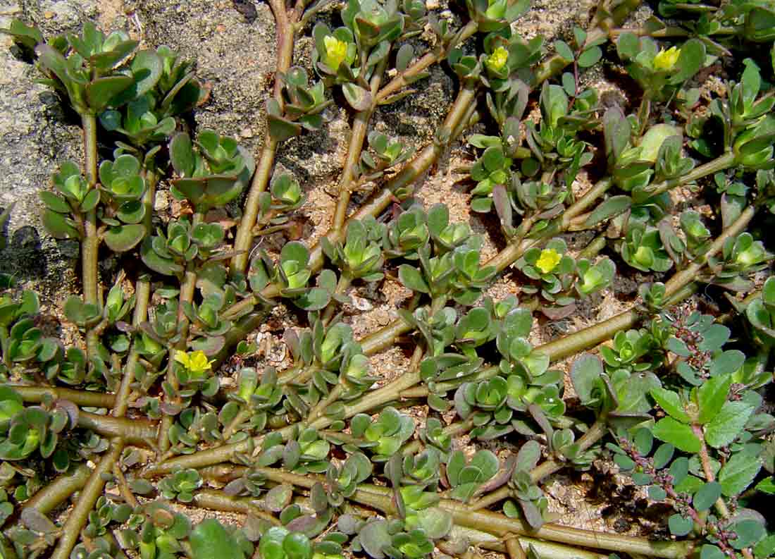 Portulaca oleracea