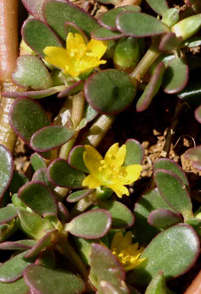 Portulaca oleracea