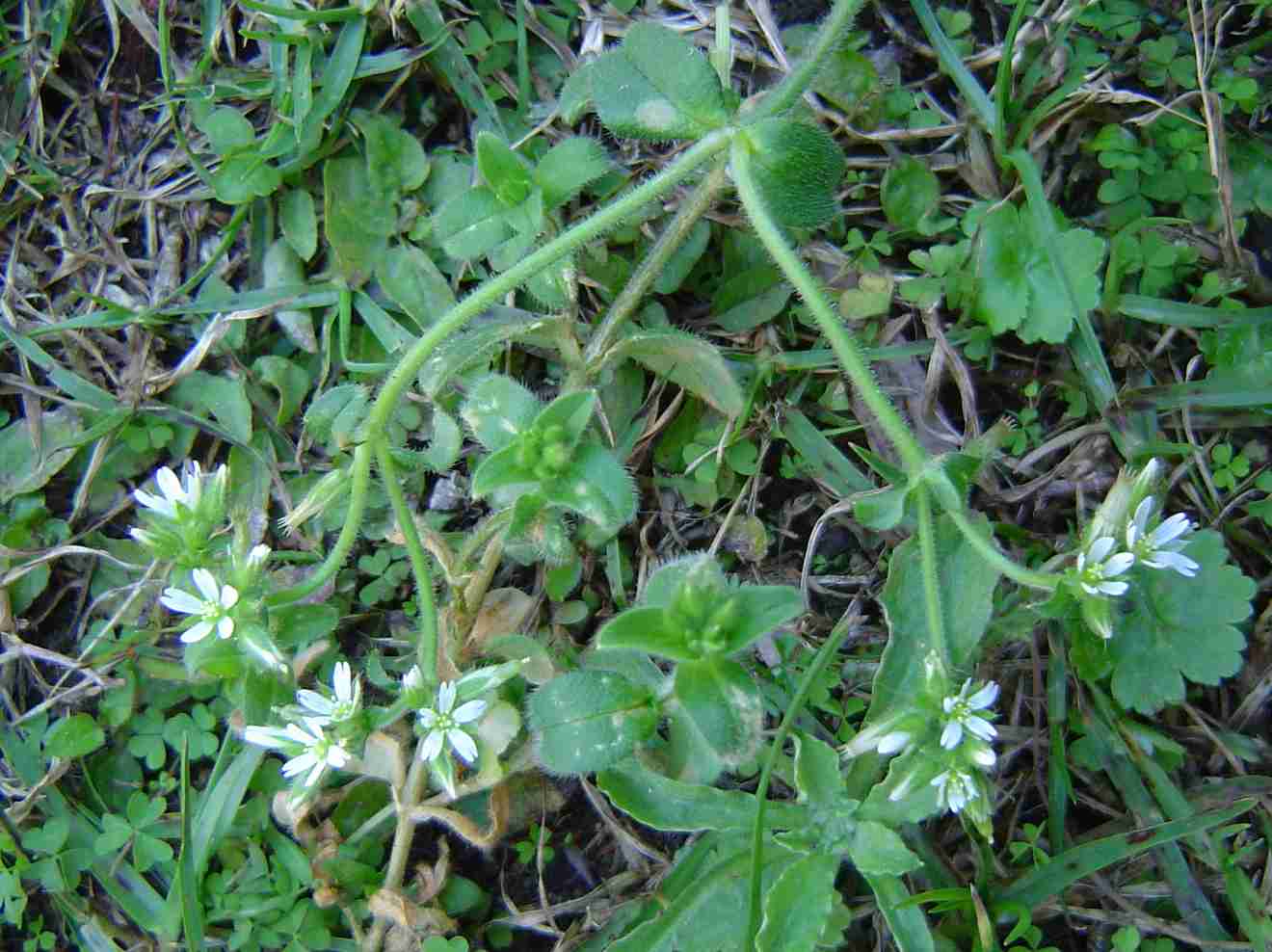 Cerastium glomeratum Cerastium glomeratum