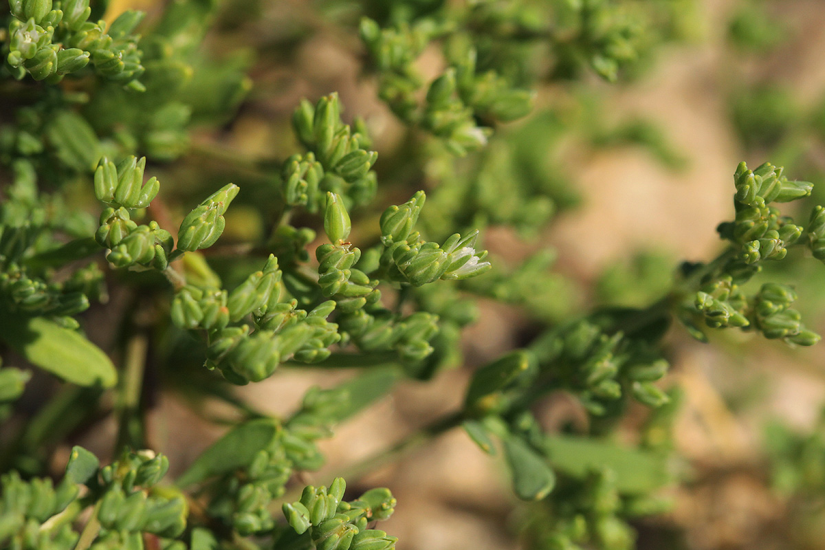 Polycarpon prostratum