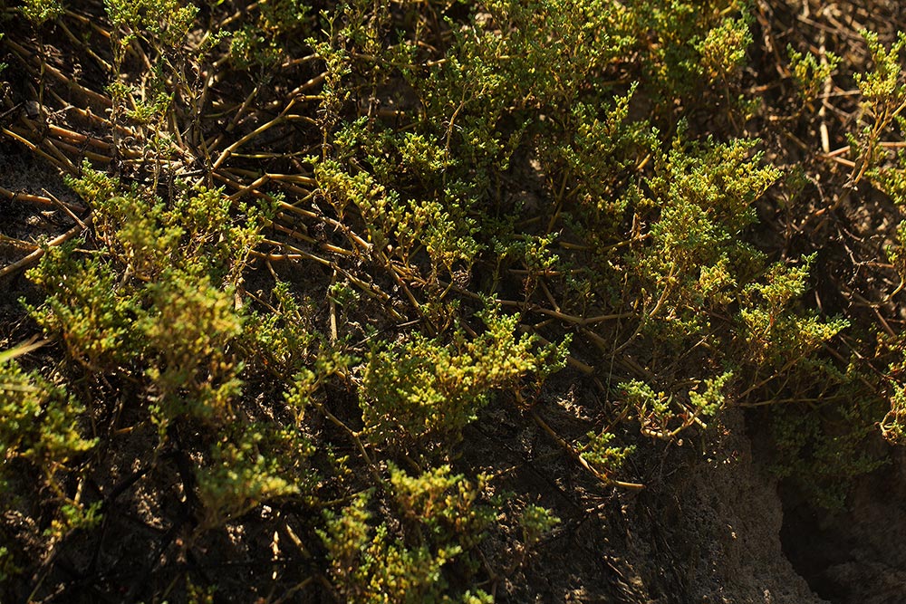 Polycarpon prostratum Polycarpon prostratum