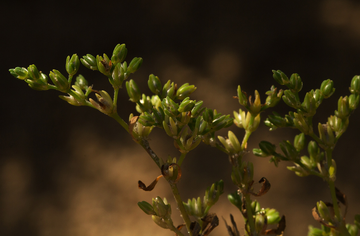 Polycarpon prostratum Polycarpon prostratum