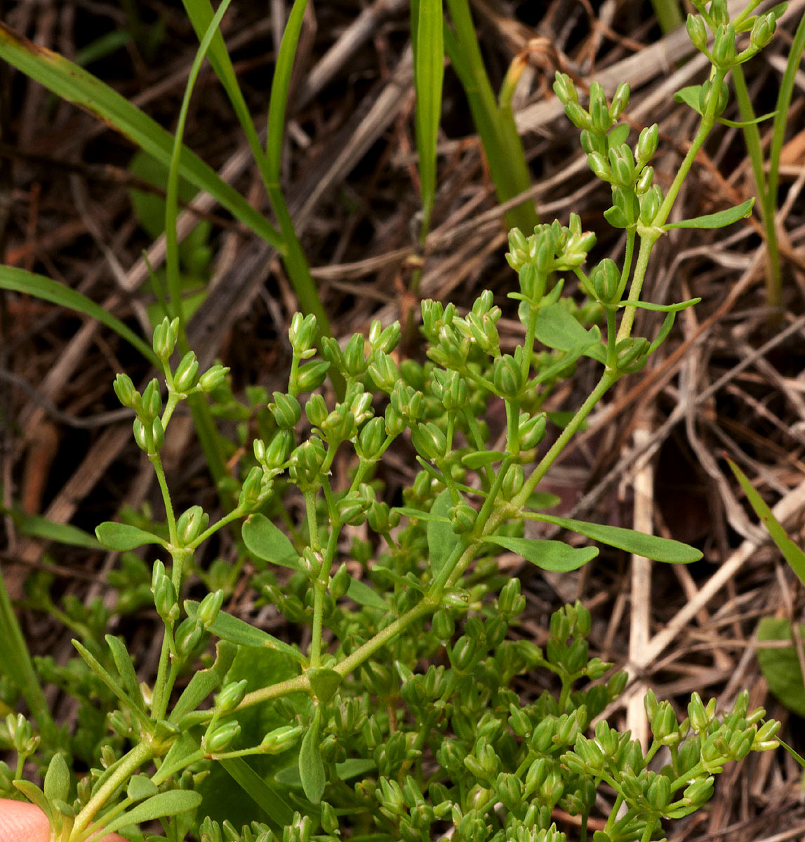 Polycarpon prostratum