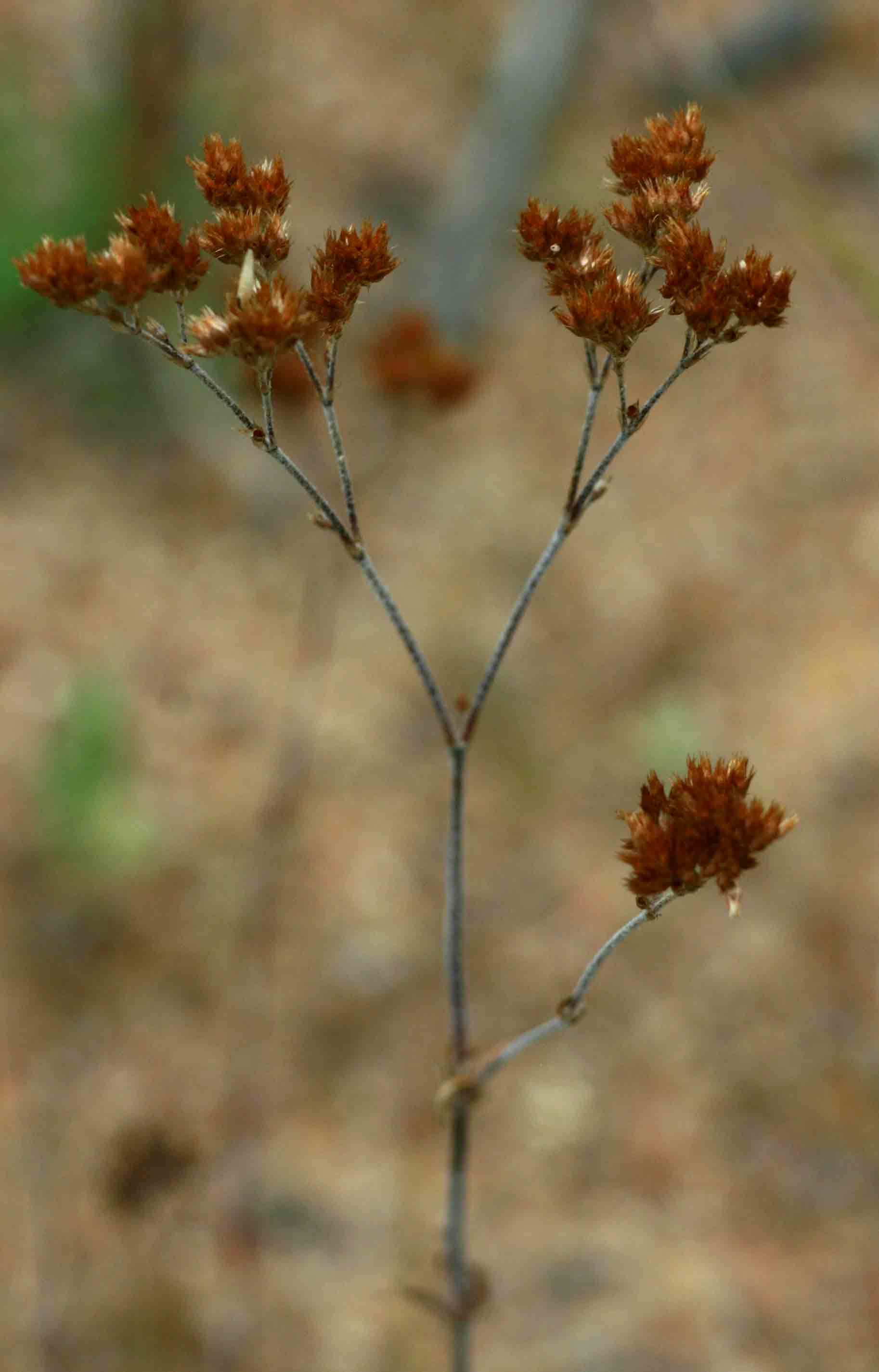 Polycarpaea corymbosa Polycarpaea corymbosa