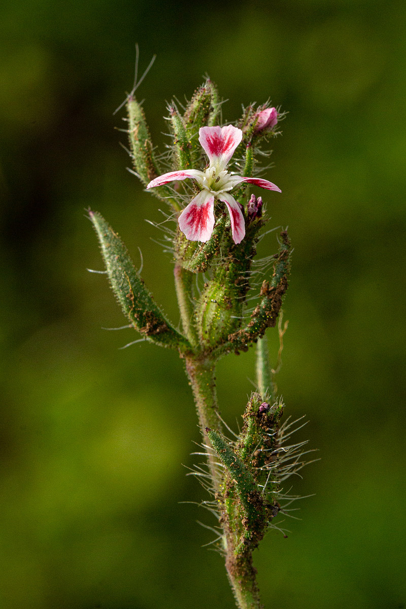 Silene gallica Silene gallica