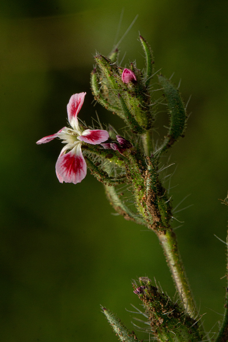 Silene gallica Silene gallica
