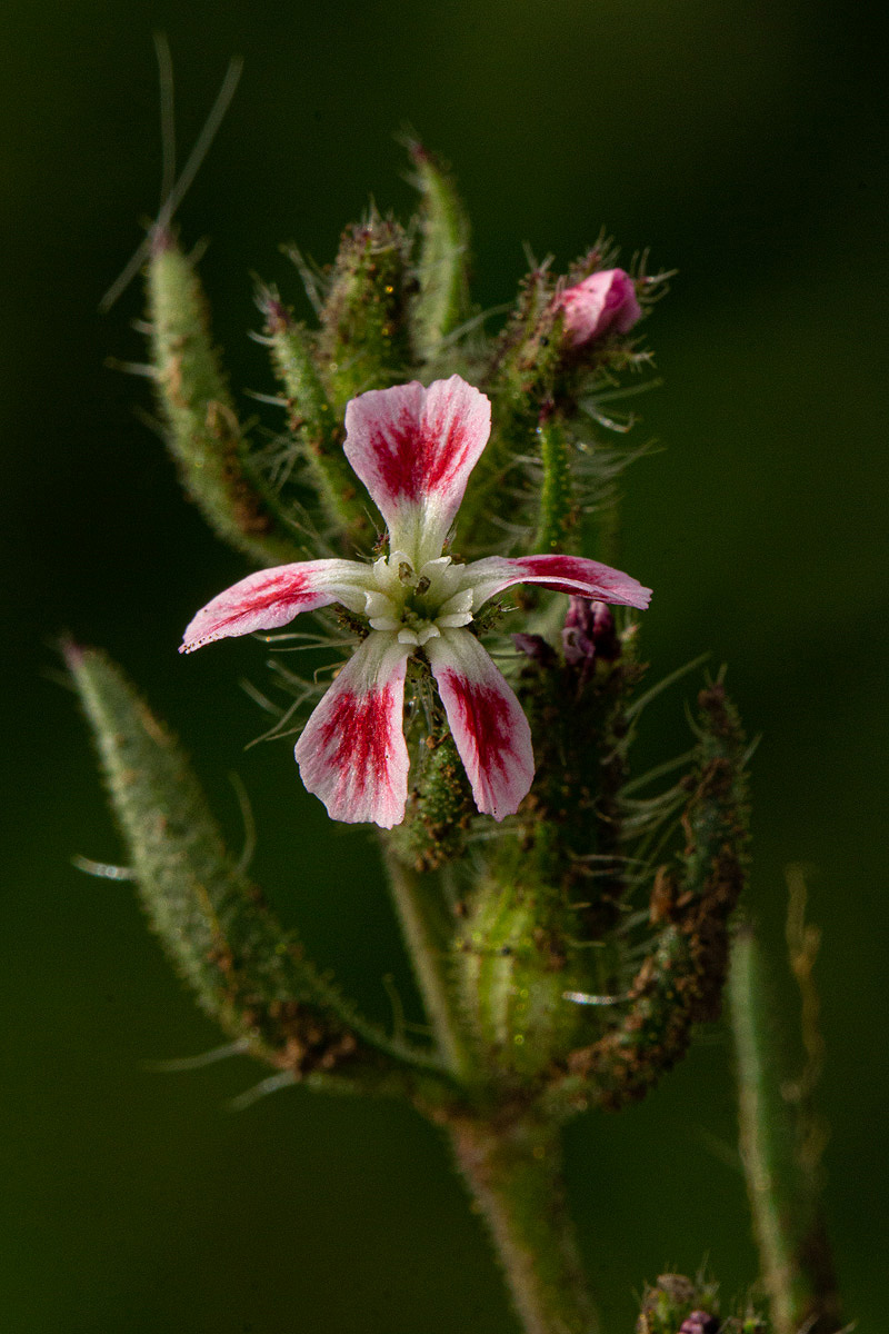 Silene gallica Silene gallica
