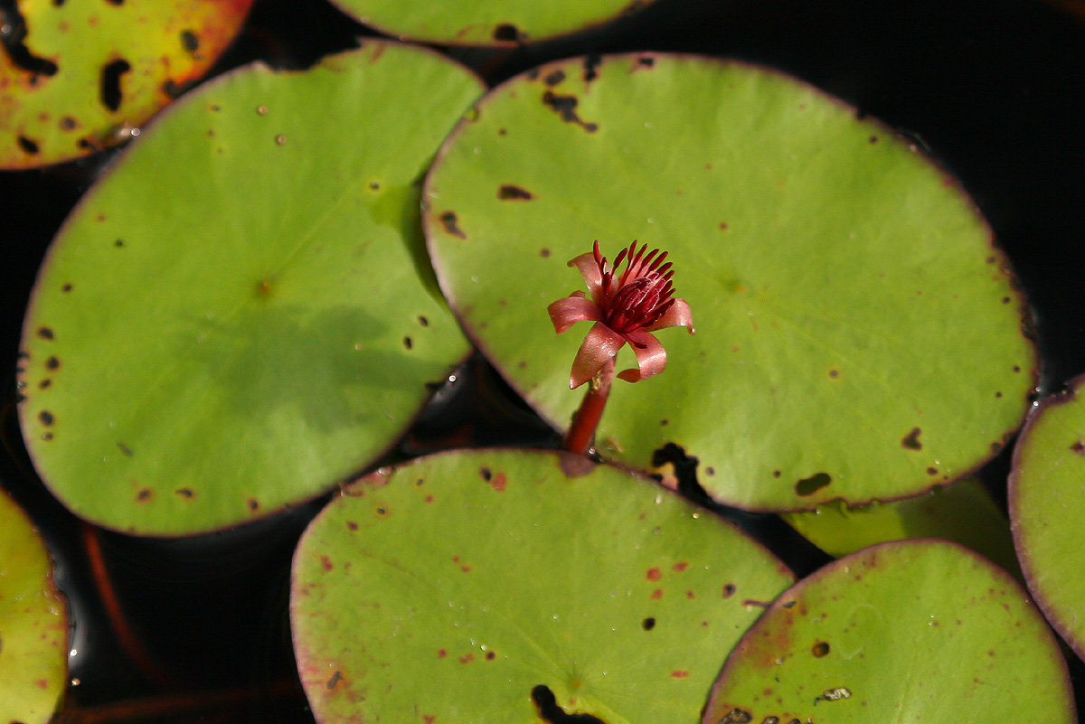 Brasenia schreberi Brasenia schreberi