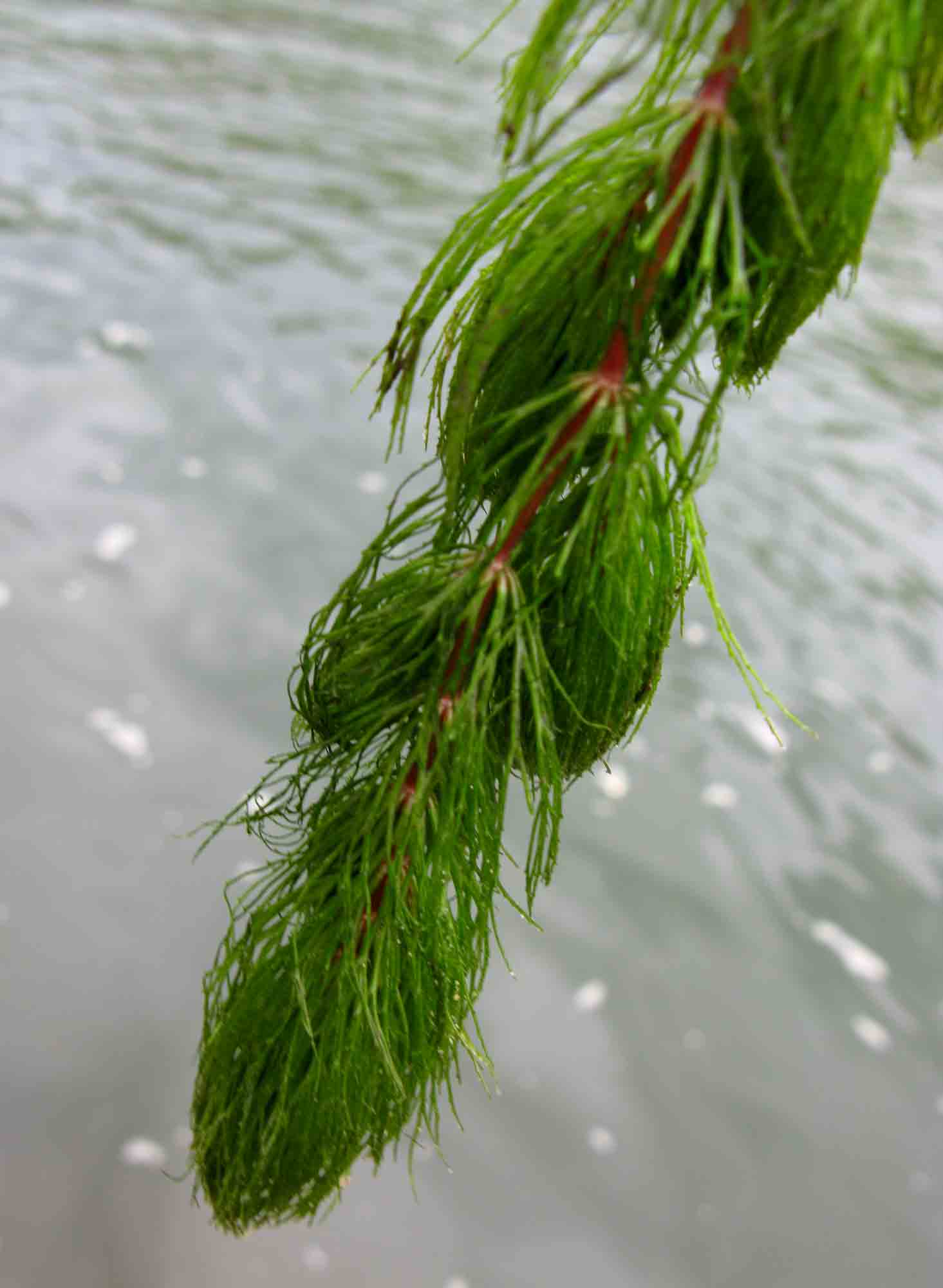 Ceratophyllum demersum var. demersum Ceratophyllum demersum var. demersum