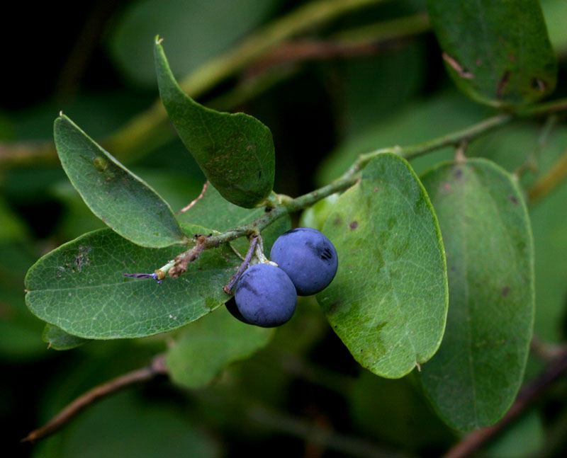 Cocculus hirsutus